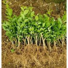 100 Pieces Jasmine Seeds Live Seedlings Fragrant Plant Green Tea Perennial Garden Indoor Bonsai Plant No Experience Required Easy To Breed (No Pot Included) - 100粒種子 - 查看 5