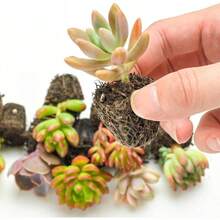 50 Pieces Real Succulents Mini Succulent Plant Package Collection 1 Succulent Plant Seeds, Low Maintenance, Beautiful Colors 1 Textures, Random Species