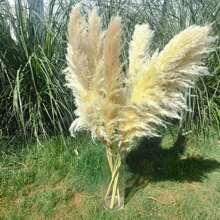 Set da 10/20 pezzi, fiori secchi soffici per decorazione, erba pampas alta, ideale per decorare tavoli da matrimonio bohémien (smontaggio all'aperto), decorazioni autunnali