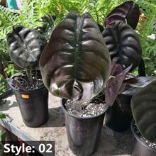 50 Fern Per Bag, Potted Plants, Elephant Ear Bonsai Flower Seeds - 07 - View 4