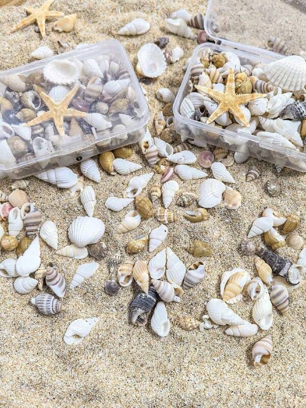 Cerca de 40g/caixa de conchas marinhas mistas naturais, conchas de praia são usadas para produção de artesanato, decoração de vasos de aquário, vários artesanatos de decoração de praia