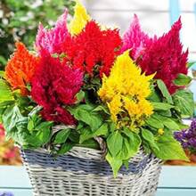 Phoenix Schwanzkrone 200+ Samen Gartenblumen