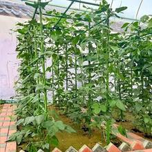 1 Set Of 25 Durable Metal Climbing Plant Support Posts, Including 26 Accessories - Vine Supports Suitable For Tomatoes, Grapes, And Water Lilies, Essential For Greenhouses And Outdoor Gardening, Height 47.2 * Length 70.8 Inches