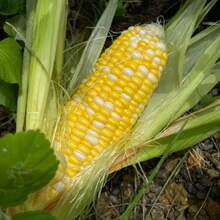 200 Pieces Of High-Germination Corn Kernels, Super Sweet Seasonal Fruits, Sweet Corn Kernels, High-Yield Crop Seeds. - 200 - View 1