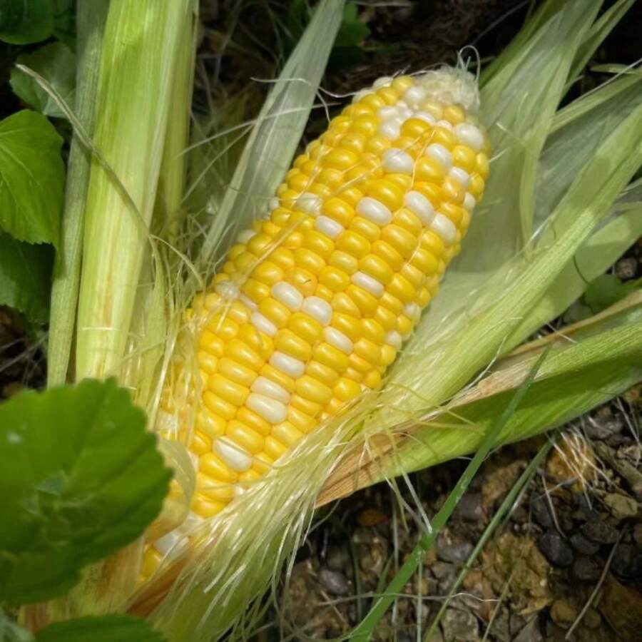 200 Pieces Of High-Germination Corn Kernels, Super Sweet Seasonal Fruits, Sweet Corn Kernels, High-Yield Crop Seeds. - 200 - View 1