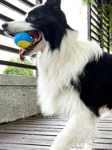 Balles à mâcher pour chien en TPR avec sons, couleurs aléatoires, balles durables pour broyer les dents, pour l'entraînement