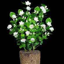 100 Pieces Jasmine Seeds Live Seedlings Fragrant Plant Green Tea Perennial Garden Indoor Bonsai Plant No Experience Required Easy To Breed (No Pot Included) - 100粒種子 - 查看 4
