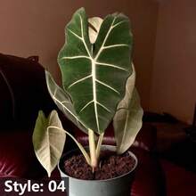 50 Fern Per Bag, Potted Plants, Elephant Ear Bonsai Flower Seeds - 07 - View 2