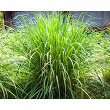 Ready To Plant Lemongrass Seed For Planting 1500 Non-GMO Heirloom Seeds - Grow Lemon Fresh Asian Lemongrass Plants In Your Home Vegetable Garden - Variant1 - View 4