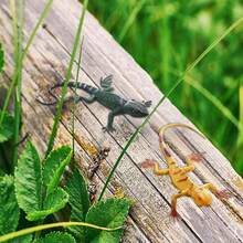 1/2/5/8/24 件彩色塑料蜥蜴玩具可动人偶爬行动物玩具蜥蜴逼真礼品、不给糖就捣蛋玩具、生日礼物，款式和颜色随机 - 彩色 - 查看 5