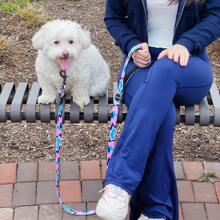 Furmylove Dog Leash, Pet Training Lead, Lightweight Soft Grip Handle, Metal Clasp, Non-Pulling Anti-Shock Nylon Dog Leash For Medium & Large Dogs, Outdoor Activities, Fashionable Abstract Printed Pattern, 60in/150cm