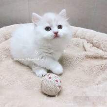 1 件剑麻猫追逐玩具 - 带星星、雪花和圣诞树设计的互动玩具球 - 彩色 - 查看 7