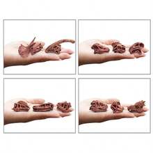 八套史前化石模型套装！包含哺乳动物和恐龙头骨，细节逼真，提升认知。它将科普与装饰融为一体，是开启古生物探索之旅的精美静态展品。 - 彩色 - 查看 10