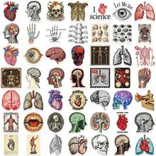 Adesivos de anatomia com 50 peças, adesivos científicos, adesivos estéticos, adesivos para diário, suprimentos para scrapbook, adesivos de vinil à prova d'água, pacote de adesivos estéticos para laptop, adesivos de skate, adesivos para garrafas d'água, adesivos para caderno