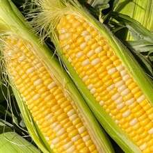 200 Pieces Of High-Germination Corn Kernels, Super Sweet Seasonal Fruits, Sweet Corn Kernels, High-Yield Crop Seeds. - 200 - View 2