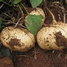 176 Stück Non-GMO Jicama Samen Erbstück Mexikanische Yambohnen Mexikanische Radieschen Samen zum Pflanzen in einem Garten oder Hausgemüsegarten