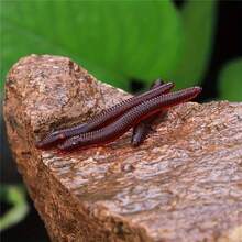 50/100pcs Soft Lure Baits, Soft Worm Earthworm Fake Baits, Red Worm Bagged Fishing Bait, Suitable For Saltwater And Freshwater Fishing - Multicolor - View 5