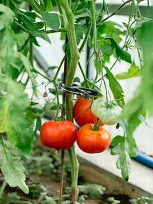 10/20/50 robuste Plastikklemmen, entworfen um Gartenpflanzen zu unterstützen - grüne Hebelringe Klemmen, geeignet für Rankgewächse, perfekt zum Verwalten von Stängeln und Zweigen, kommt mit Unterstützung für Tomaten- und Gurkenpflanzen.