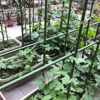 Multi-Functional Free Combination Climbing Trellis, Trellis Wrought, Indoor And Outdoor Gardening Plant Climbing Brackets, Pothos Iron Frame Support Frame