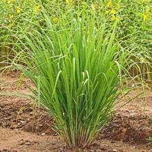 Ready To Plant Lemongrass Seed For Planting 1500 Non-GMO Heirloom Seeds - Grow Lemon Fresh Asian Lemongrass Plants In Your Home Vegetable Garden - Variant1 - View 5