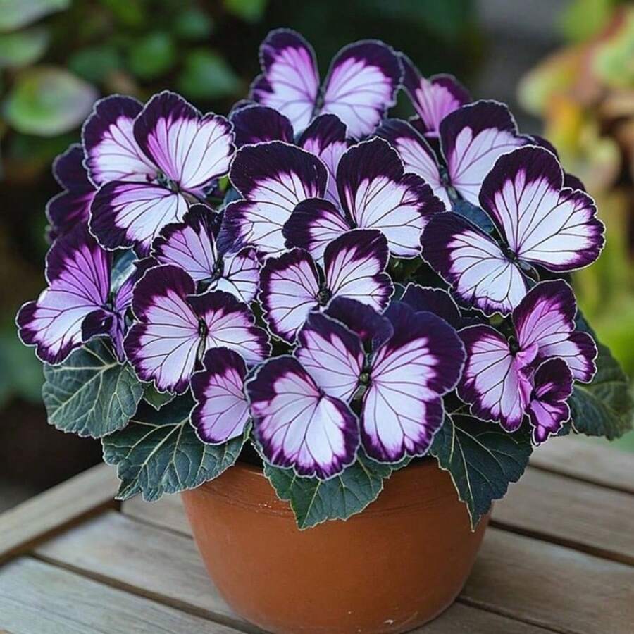 200pcs Seed Moonlight Butterfly Begonia - Purple White Flower Seeds Lower Seeds Indoor Outdoor Grow Plant Planting - 200 hạt giống - Xem 1