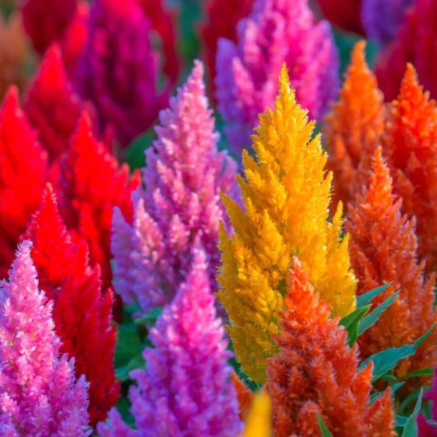 Phoenix Schwanzkrone 200+ Samen Gartenblumen