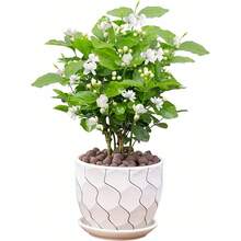 100 Pieces Jasmine Seeds Live Seedlings Fragrant Plant Green Tea Perennial Garden Indoor Bonsai Plant No Experience Required Easy To Breed (No Pot Included) - 100粒種子 - 查看 1