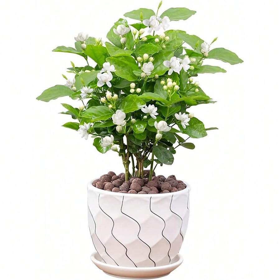 100 Pieces Jasmine Seeds Live Seedlings Fragrant Plant Green Tea Perennial Garden Indoor Bonsai Plant No Experience Required Easy To Breed (No Pot Included) - 100粒種子 - 查看 1