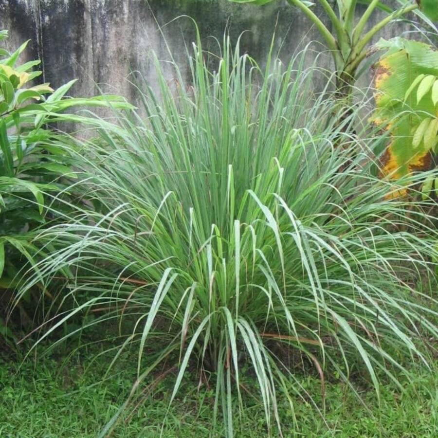 Ready To Plant Lemongrass Seed For Planting 1500 Non-GMO Heirloom Seeds - Grow Lemon Fresh Asian Lemongrass Plants In Your Home Vegetable Garden - Variant1 - View 1
