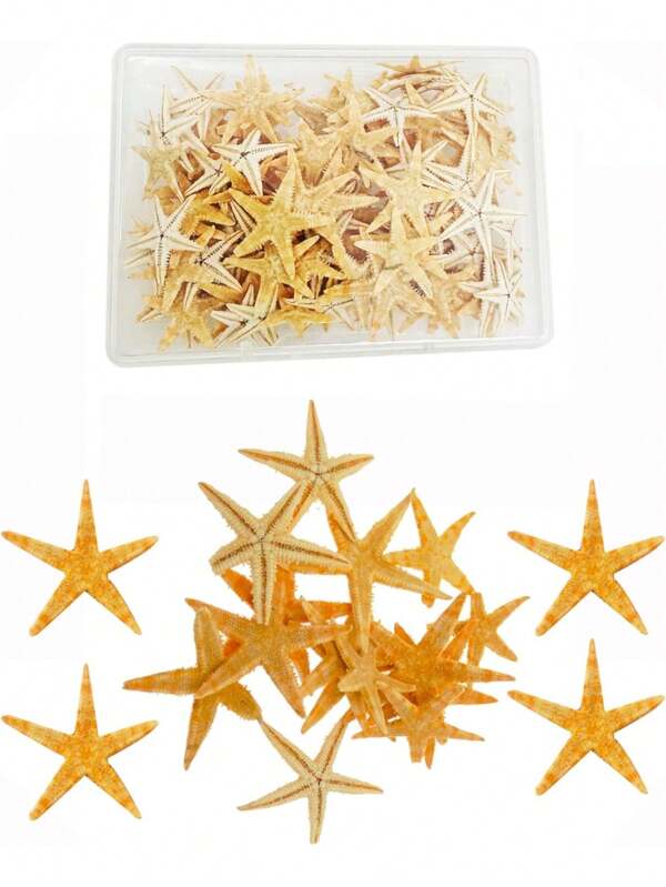 Julie Wang 25 peças 0,5-1,5 cm pequena estrela do mar natural micropaisagem praia casamento ornamento náutico conchas resina artesanato faça você mesmo vaso enchimento tamanho pequeno 0,2-0,6 polegadas