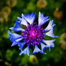 piezas de bálsamo de abeja azul escarlata, semilla de aciano - Monarda Didyma - planta perenne de floración rara y hermosa - 100 piezas - Ver 3