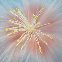 50cm künstliche Pfirsichblüte, große Blumendekoration für Schaufensterauslage, Outdoor-Hochzeit, Fotografie, hochwertige Szenengestaltung