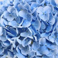 4 Pack 21" Hydrangea Artificial Flowers, Full Faux Hydrangea Flowers Latex Fake Flowers For Home Decor Party Floral Arrangements Wedding Bouquets Centerpieces Outdoor Decor