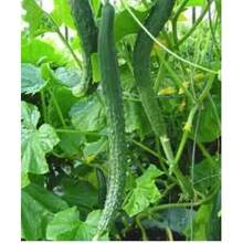300pcs Long Cucumber Seeds, White/Green, Non GMO - HG 300pcs - View 2