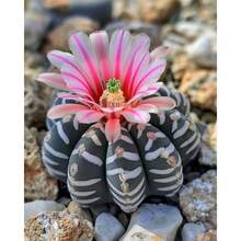 20seeds/Pack  Indoor Flower Seeds To Grow  Succulent Seeds Perennial Flowers Bonsai Seed Plants Plant Planting Garden Home Tree - 20seeds/Pack - View 1