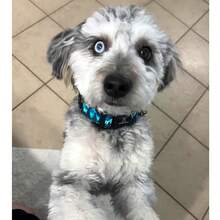 Kalung Anjing Lionheart Glory, Kalung Hijau Lucu Cocok Untuk Anjing Ukuran Sedang, Unisex Untuk Musim Semi/Panas, Hadiah Hewan Peliharaan, Kalung Hewan Peliharaan yang Dapat Diatur & Tahan Lama - Dusty Blue - View 4