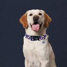 Lionheart Glory 狗项圈恐龙图案可爱项圈适合中型犬春夏季母犬或公犬项圈宠物礼物可调节重型宠物项圈