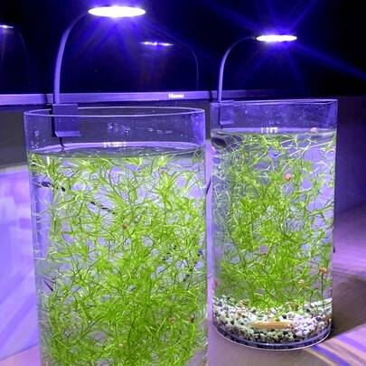1 st mini LED-akvariumklämma, USB-driven, hög ljusstyrka, transparent, 360° justerbar rotation, lämplig för akvarium - kompakt skrivbordsbelysning för vattenväxter