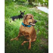 Kalung Anjing Lionheart Glory, Kalung Hijau Lucu Cocok Untuk Anjing Ukuran Sedang, Unisex Untuk Musim Semi/Panas, Hadiah Hewan Peliharaan, Kalung Hewan Peliharaan yang Dapat Diatur & Tahan Lama - Dusty Blue - View 6