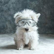 1 Stück minimalistische Haustierbrille, geeignet für den täglichen Außeneinsatz