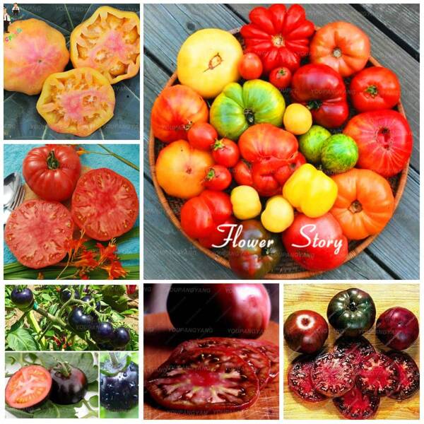 240 Stück Bonsai-Baum Samenpflanzen Tomatensamen mehrjährige Blumen Zimmerblumenpflanzen Garten Haushalts-Samenbedarf