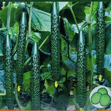 300pcs Long Cucumber Seeds, White/Green, Non GMO - HG 300pcs - View 1