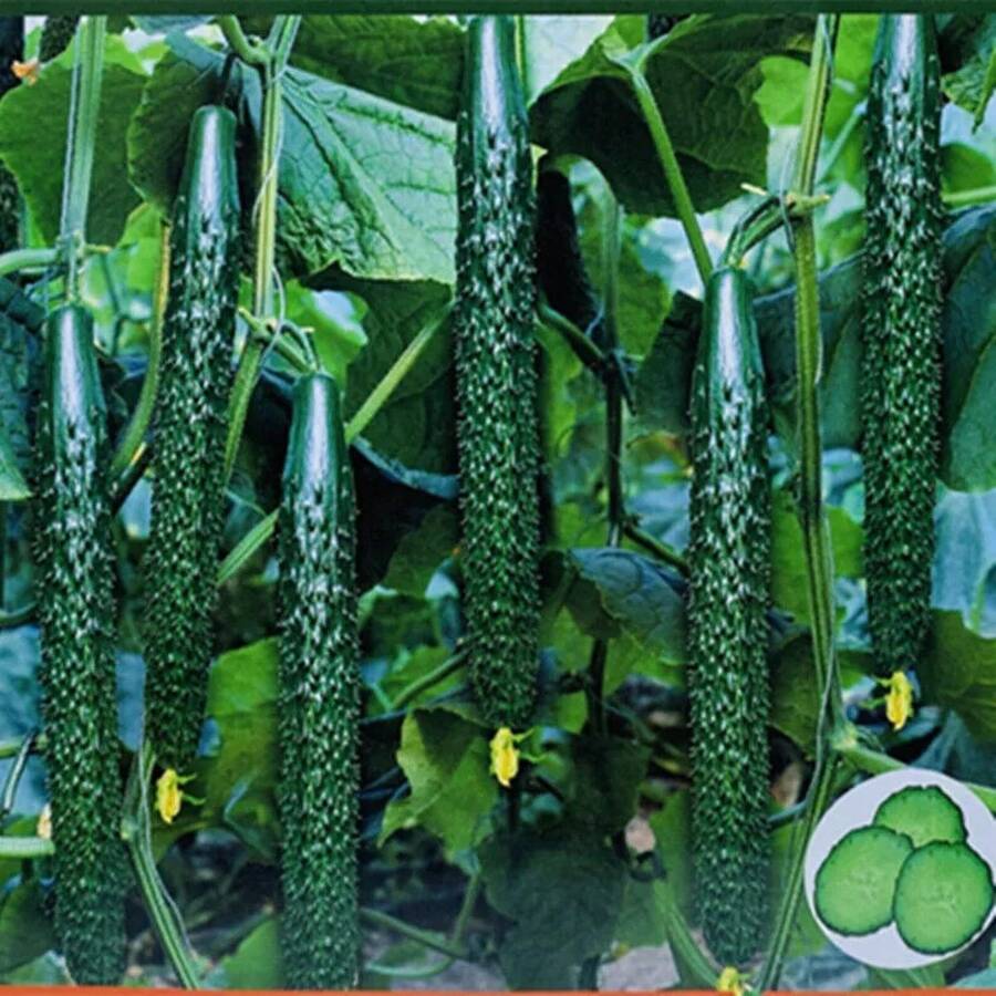 300pcs Long Cucumber Seeds, White/Green, Non GMO - HG 300pcs - View 1