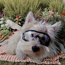 1 Stück minimalistische Haustierbrille, geeignet für den täglichen Außeneinsatz