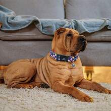 Lionheart Glory 狗项圈恐龙图案可爱项圈适合中型犬春夏季母犬或公犬项圈宠物礼物可调节重型宠物项圈