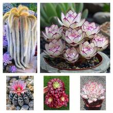 20seeds/Pack  Indoor Flower Seeds To Grow  Succulent Seeds Perennial Flowers Bonsai Seed Plants Plant Planting Garden Home Tree - 20seeds/Pack - View 2