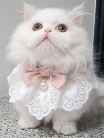 1 Piece Pearl Pendant And Lace Decorated Cat Bow Tie Adjustable Tie For Dogs And Cats Holiday Grooming Accessories
