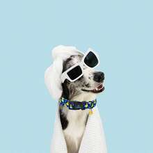 Lionheart Glory 狗项圈鸭子图案可爱项圈适合中型犬春夏季母犬或公犬项圈宠物礼物可调节重型宠物项圈 - 水鴨藍 - 查看 4