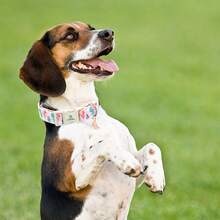 Lionheart Glory Dog Collar Dinosaurs Pattern Cute Collar For Medium Dogs Spring Summer Female Or Male Collars Pets Gift Adjustable Heavy-Duty Pet Collars - Baby Pink - View 6