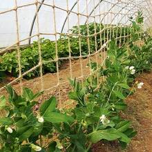 1M*5M / 2M*5M Plant Support Netting Jute Twine Trellis Netting Natural Pea Plants Sweet Peas - Linen - View 3